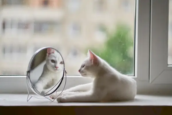 Il gatto si guarda allo specchio