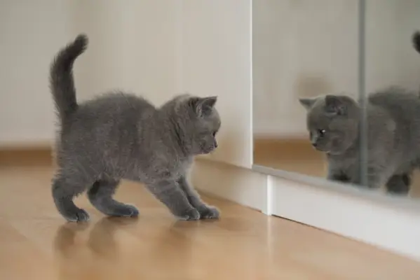 mavi british shorthair kedi yavrusu aynaya bakıyor