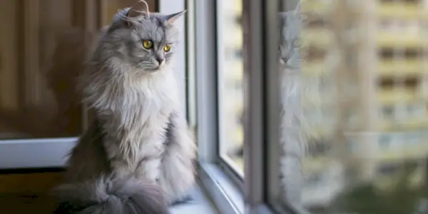 Un gatto affacciato ad una finestra osserva con curiosità il mondo esterno.