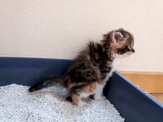 Ein kleines Kätzchen benutzt Toilette und Katzentoilette