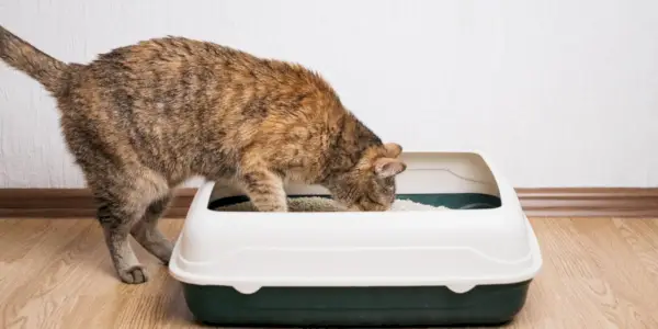 El gato pelirrojo doméstico examina la caja de arena