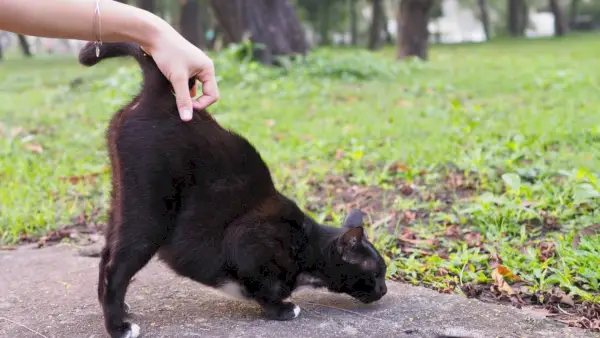 il proprietario graffia la base della coda del gatto