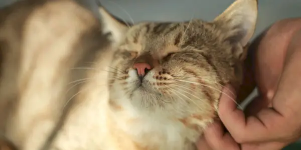 ¿Los gatos tienen cosquillas? Un veterinario explica la ciencia de las cosquillas