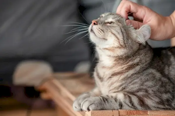 Spielerische Interaktion zwischen einer Person und ihrer Katze, die die Freude an der Gesellschaft einer Katze demonstriert.