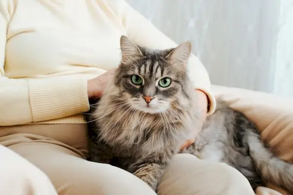 Gato adorável sentado confortavelmente em uma pessoa