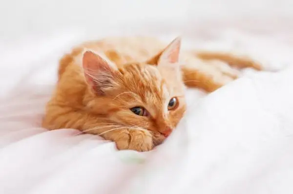 Scène paisible d'un chat confortablement niché sous une couverture, profondément endormi et rayonnant d'un sentiment de confort.