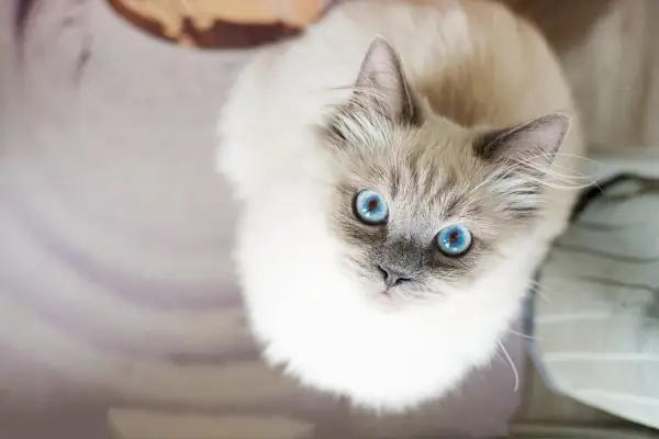 Un gato blanco en cuclillas con los ojos muy abiertos sorprendido