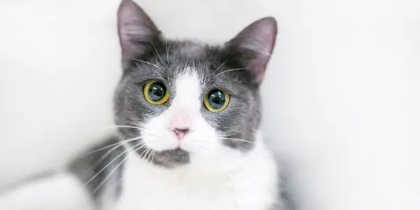 Pourquoi les yeux de chat se dilatent-ils ?