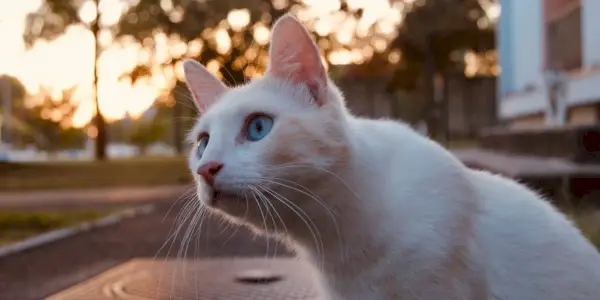 lindo gato de olhos azuis que olha para um pássaro ao longe