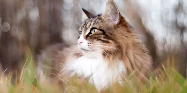 Gat tabby de pèl llarg assegut a l'herba