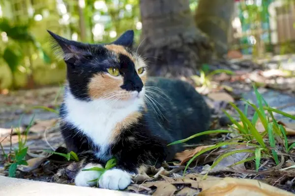 En opmærksom og forsigtig kat med store øjne og hævet pels, der viser tegn på frygt og usikkerhed.