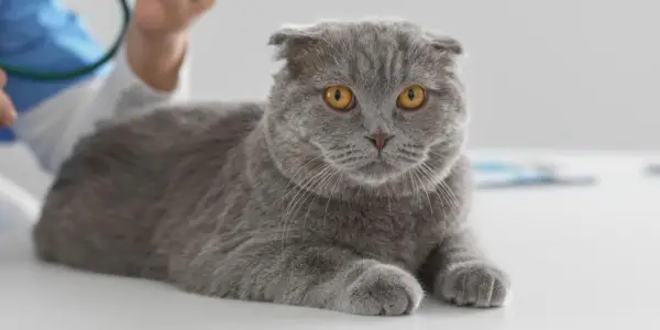 Un gato gris y blanco descansando pacíficamente, acurrucado sobre una superficie suave, que representa tranquilidad y alegría.