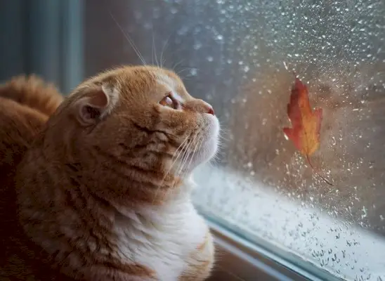 Una escena serena que presenta a un gato cómodamente acurrucado en medio de la naturaleza, con las orejas levantadas para capturar los relajantes sonidos del entorno.