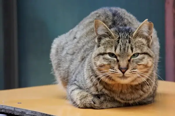 Un gato con orejas neutras y una expresión serena, ni particularmente alerta ni relajada, que mantiene un aire de tranquila atención.