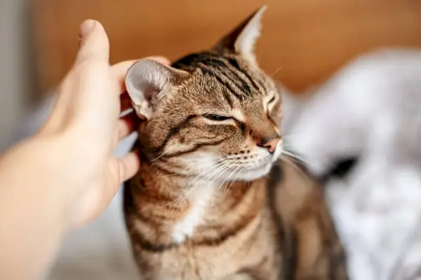 Primo piano di un gatto