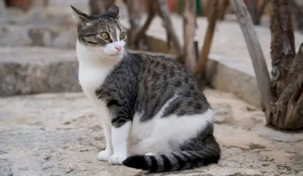 Gato con las orejas hacia atrás, que muestra un mayor estado de alerta o curiosidad por su entorno.