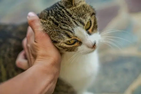 Eine Katze reibt den Kopf an der Hand