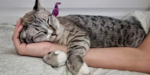 10 segnali che indicano che il tuo gatto è ossessionato da te