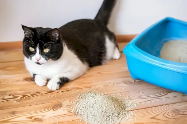 Katt använder en kattlåda med lätthet och komfort. Bilden fångar katten i ett naturligt och privat ögonblick, och visar korrekt kattlådabeteende.