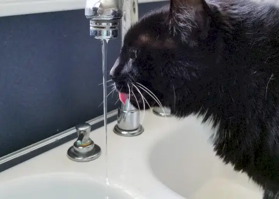 Un'immagine che mostra un gatto nero posizionato sotto un rubinetto aperto, che beve l'acqua da esso.