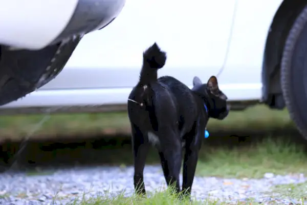 Pulvérisation pour chat