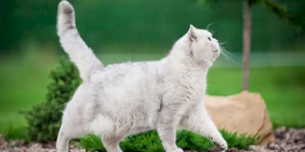 Verzameling komische kattenmomenten vastgelegd in verschillende stadia van speelse ongelukken, waarbij hun charmante en vertederende karakter wordt benadrukt.