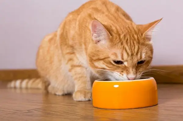 Volwassen kat bezig met eten uit een kom. De afbeelding toont een volwassen kat die geniet van zijn maaltijd, wat het belang van regelmatig voeren voor het behoud van de gezondheid van de kat laat zien.