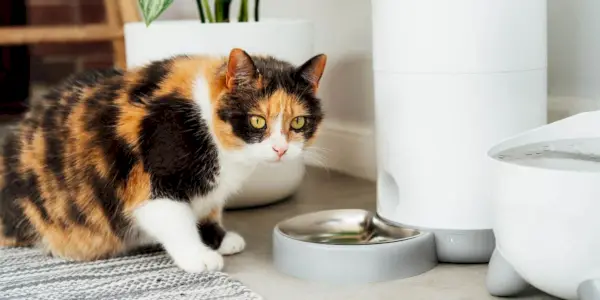 Automatische kattenvoer in gebruik. De afbeelding toont een apparaat dat is ontworpen om automatisch voedsel aan katten te verstrekken, wat gemak biedt voor eigenaren van gezelschapsdieren en regelmatige voeding voor katachtige metgezellen.