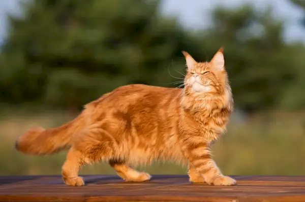 Açık havada yürüyen Maine Coon kedisi