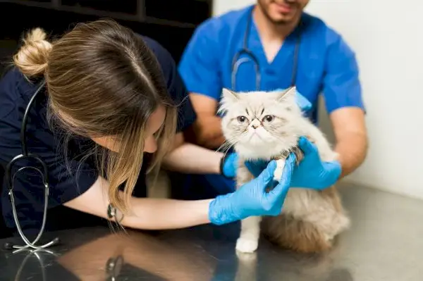 Kalkık burunlu kedi veterinerde kontrol ediliyor