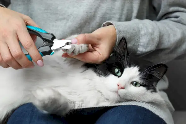 Pessoa cortando um gato