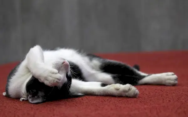 Chat noir et blanc se prélassant sur le sol