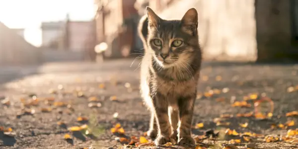 ¿Los gatos recuerdan haber sido abandonados?