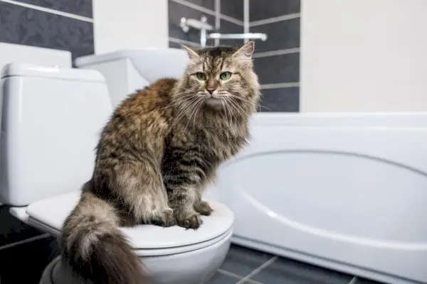 Kat, der sidder på et toilet i et rent badeværelse behandlet med blegemiddel.