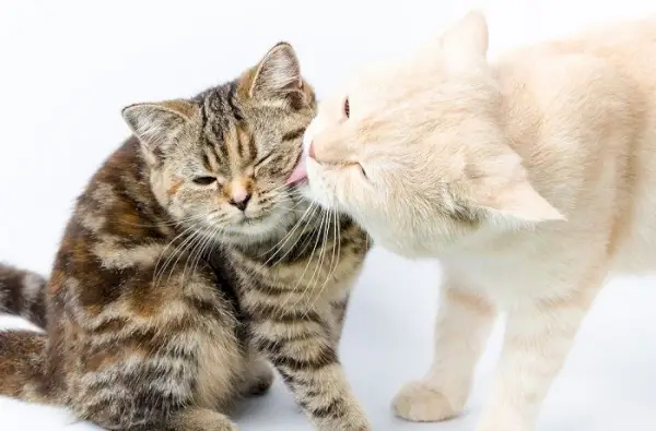 고양이 두 마리가 서로 그루밍을 하고 있는 사진으로, 고양이 동료들 사이의 조화롭고 배려 깊은 상호 작용을 보여줍니다.