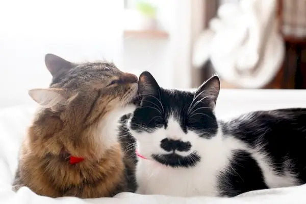 Birbirlerini tımarlayan iki kedinin görüntüsü, kedi arkadaşlığı içindeki sosyal bağın ve karşılıklı ilginin bir göstergesidir.