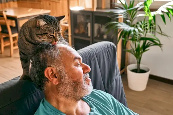 Gato atigrado lamiendo la cabeza del hombre barbudo