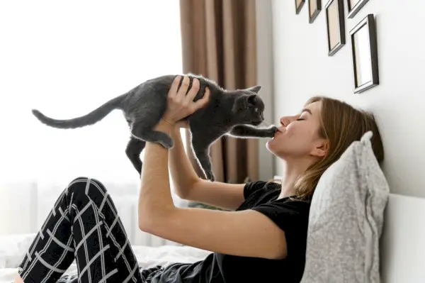 Gatinho escocês nos braços da menina