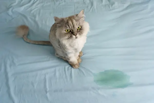 Katze sitzt in der Nähe einer nassen oder gepissten Stelle auf dem Bett