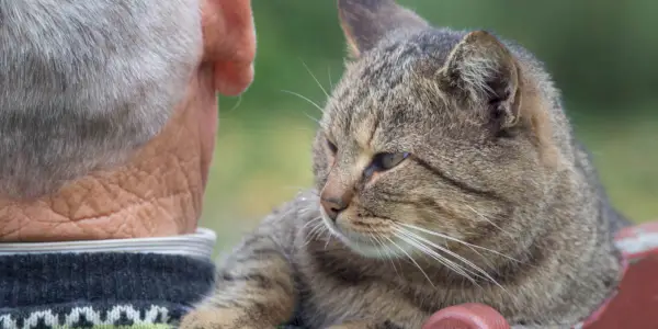 Bir kedi ile yaşlı bir adam arasındaki iç açıcı etkileşimi gösteren resim.