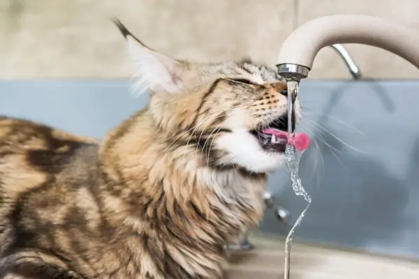 Chat assoiffé prenant une boisson rafraîchissante dans un bol d'eau.