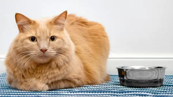 Gato con un plato de comida para gatos.