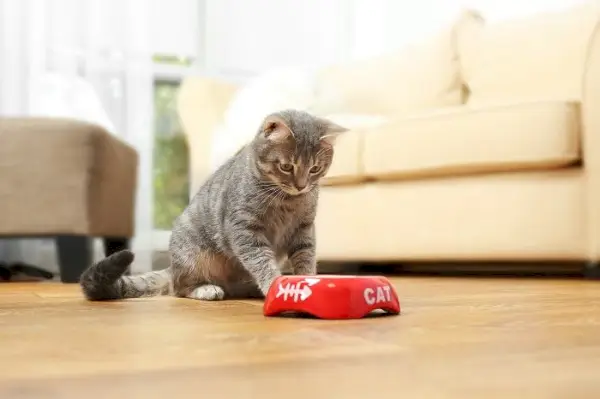 Chat regardant avec impatience la nourriture