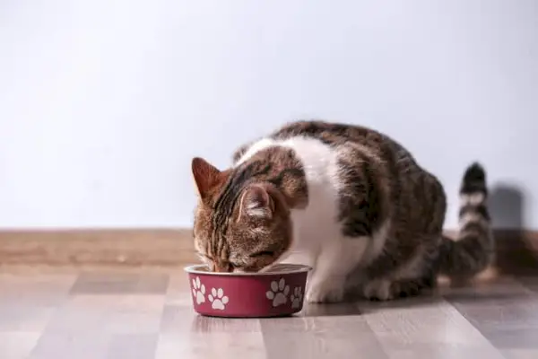 Chat mangeant de la nourriture crue faite maison pour chat