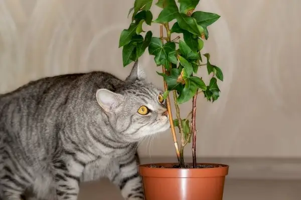 Een afbeelding van een kat die aandachtig aan een plant snuffelt en de nieuwsgierige en onderzoekende aard ervan laat zien terwijl hij geuren in zijn omgeving onderzoekt.