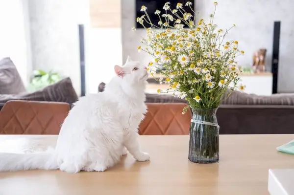 En förtrollande bild av en katt som delikat sniffar blommor och visar en blandning av nyfikenhet och uppskattning för dofterna från den naturliga världen.