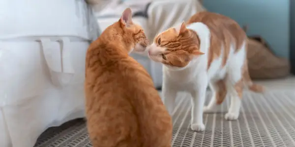 Een afbeelding van twee katten die een snuivende interactie aangaan, een veel voorkomend gedrag onder katten om geuren te verkennen en sociale banden tot stand te brengen door middel van olfactorische communicatie.