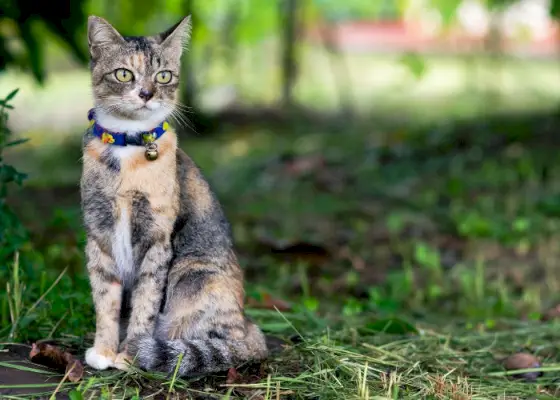 Smuk kat med klokke på halsbåndet