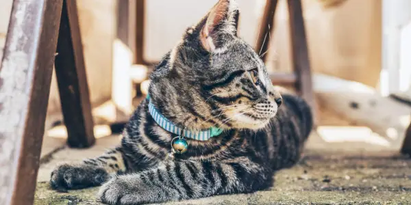 ¿A los gatos les gustan las campanas en sus collares?