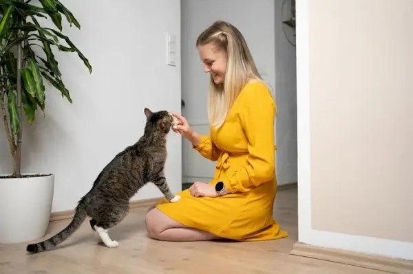 Gato mostrando cariño lamiendo a una mujer